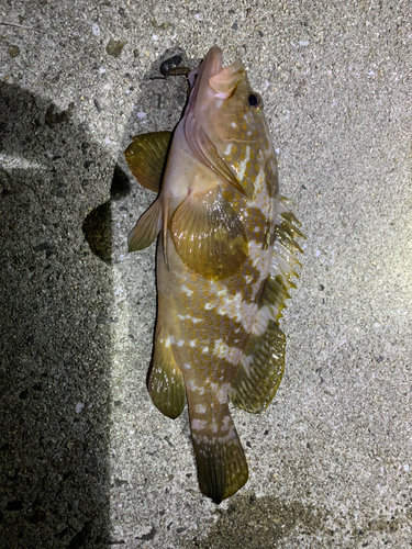 アコウの釣果