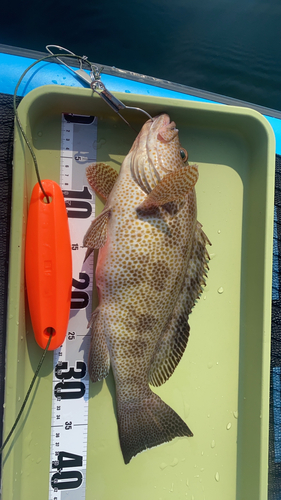 マハタの釣果