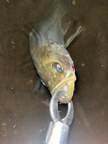 セイゴ（マルスズキ）の釣果