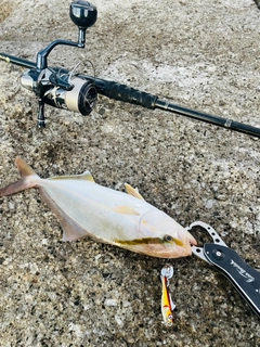 ショゴの釣果