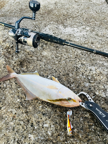 ショゴの釣果