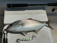 ショゴの釣果