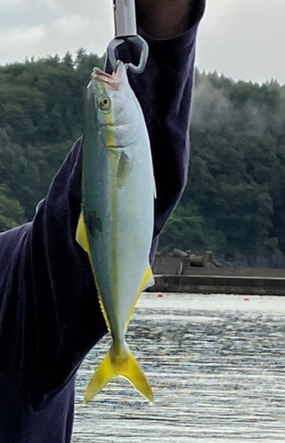 イナダの釣果