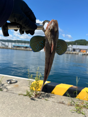 ホウボウの釣果