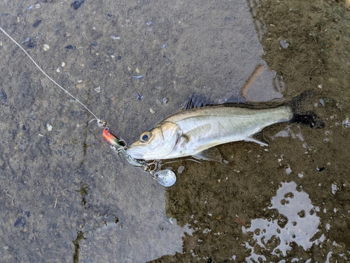 セイゴ（マルスズキ）の釣果