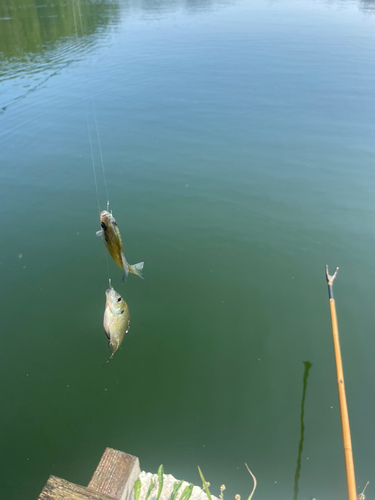 ヘラブナの釣果