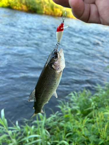 ニジマスの釣果