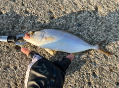 ショゴの釣果