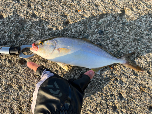 ショゴの釣果