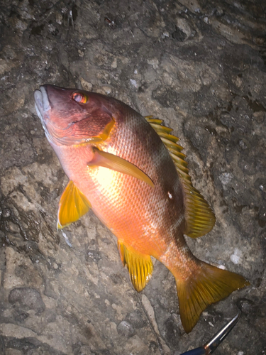 シブダイの釣果