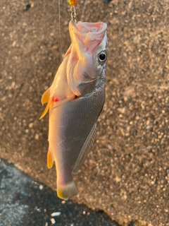 ニベの釣果