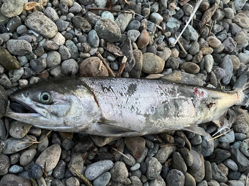 アキアジの釣果