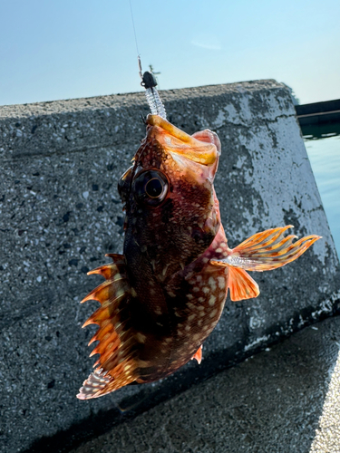 アラカブの釣果