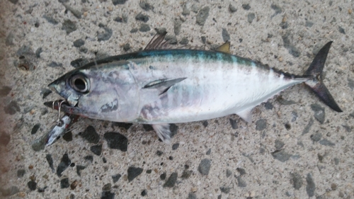 釣果