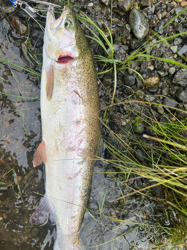 ニジマスの釣果