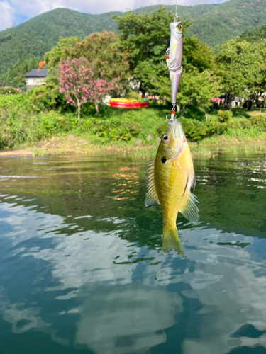 ブルーギルの釣果