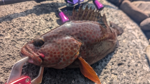 ノミノクチの釣果