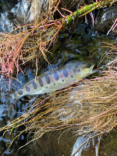 ヤマメの釣果