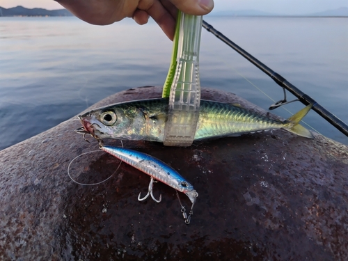 サバの釣果