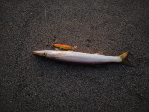 カマスの釣果