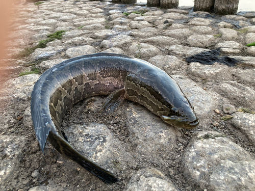 ライギョの釣果