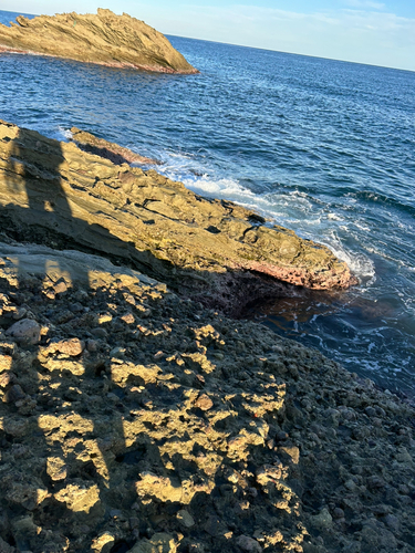 ワカシの釣果