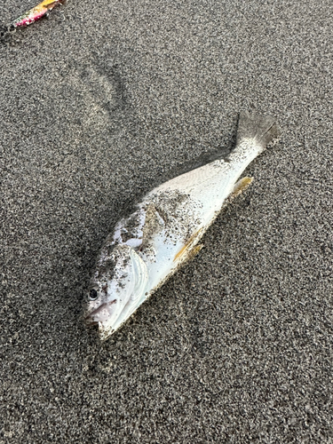 ニベの釣果