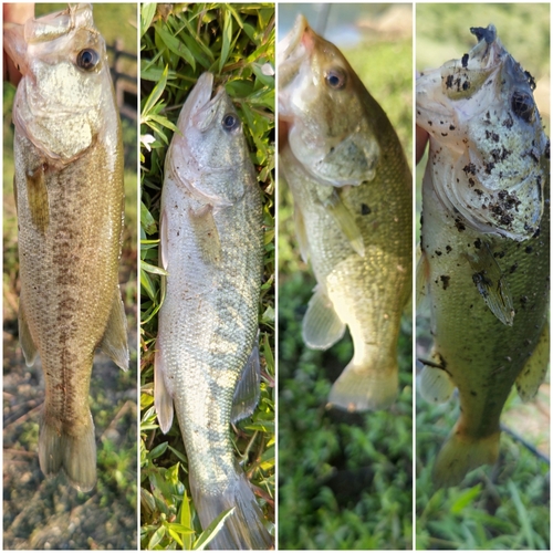 ブラックバスの釣果