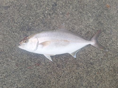 ショゴの釣果