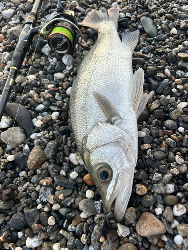 ヒラスズキの釣果