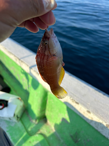 アカササノハベラの釣果