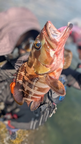 アカハタの釣果