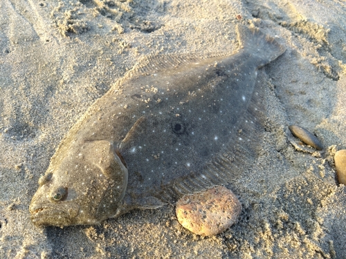 ソゲの釣果