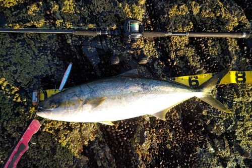 ヒラマサの釣果