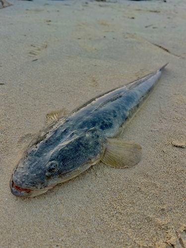 マゴチの釣果