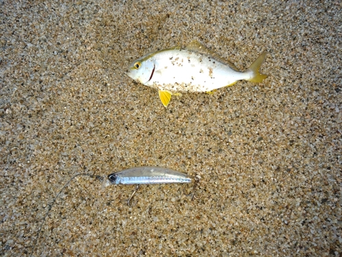 ショゴの釣果