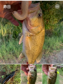 ブラックバスの釣果