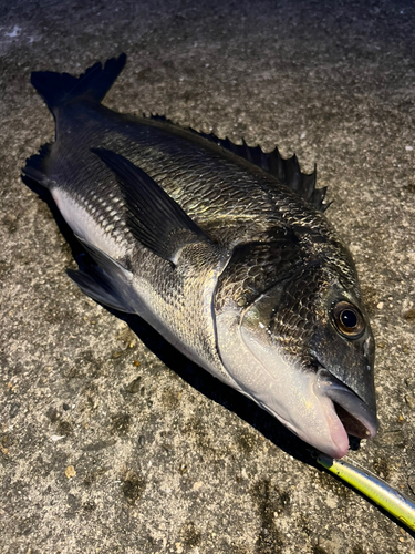 クロダイの釣果