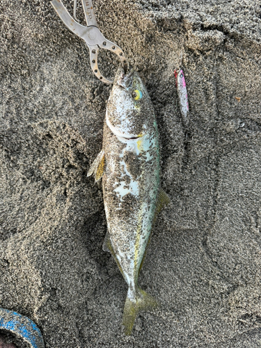 ワカシの釣果