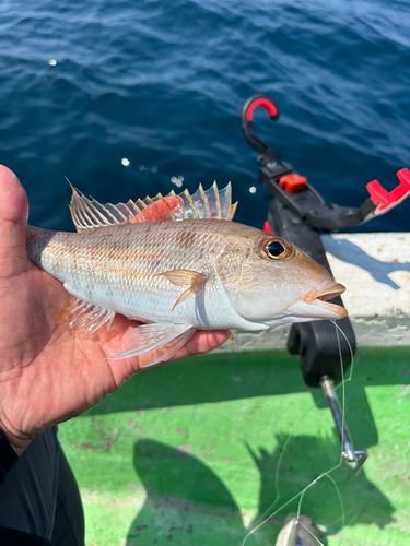 イトフエフキの釣果