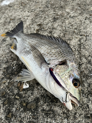 キビレの釣果