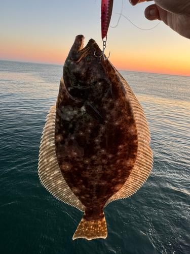 ソゲの釣果