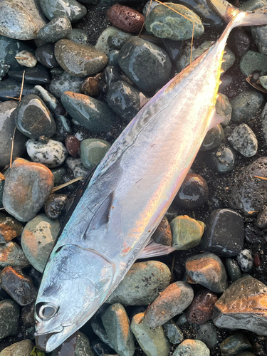 ソウダガツオの釣果