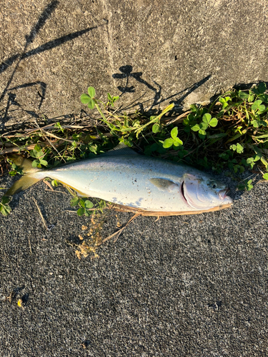 イナダの釣果