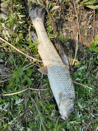 ニゴイの釣果