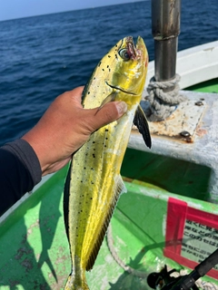 シイラの釣果