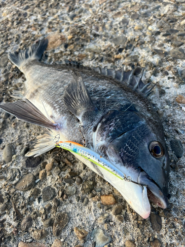 クロダイの釣果