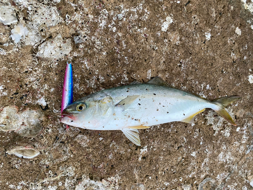 ツバスの釣果