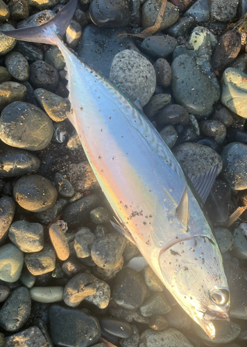 ソウダガツオの釣果