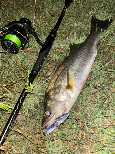 シーバスの釣果